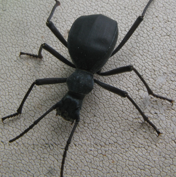 Elenophorus  collaris (Tenebrionidae)